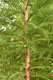 wollemia3_2802