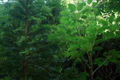 wolliopsis