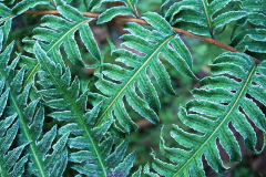 woodwardia