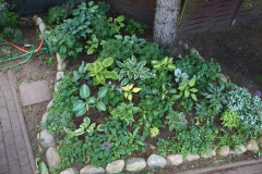 Hosta Beet