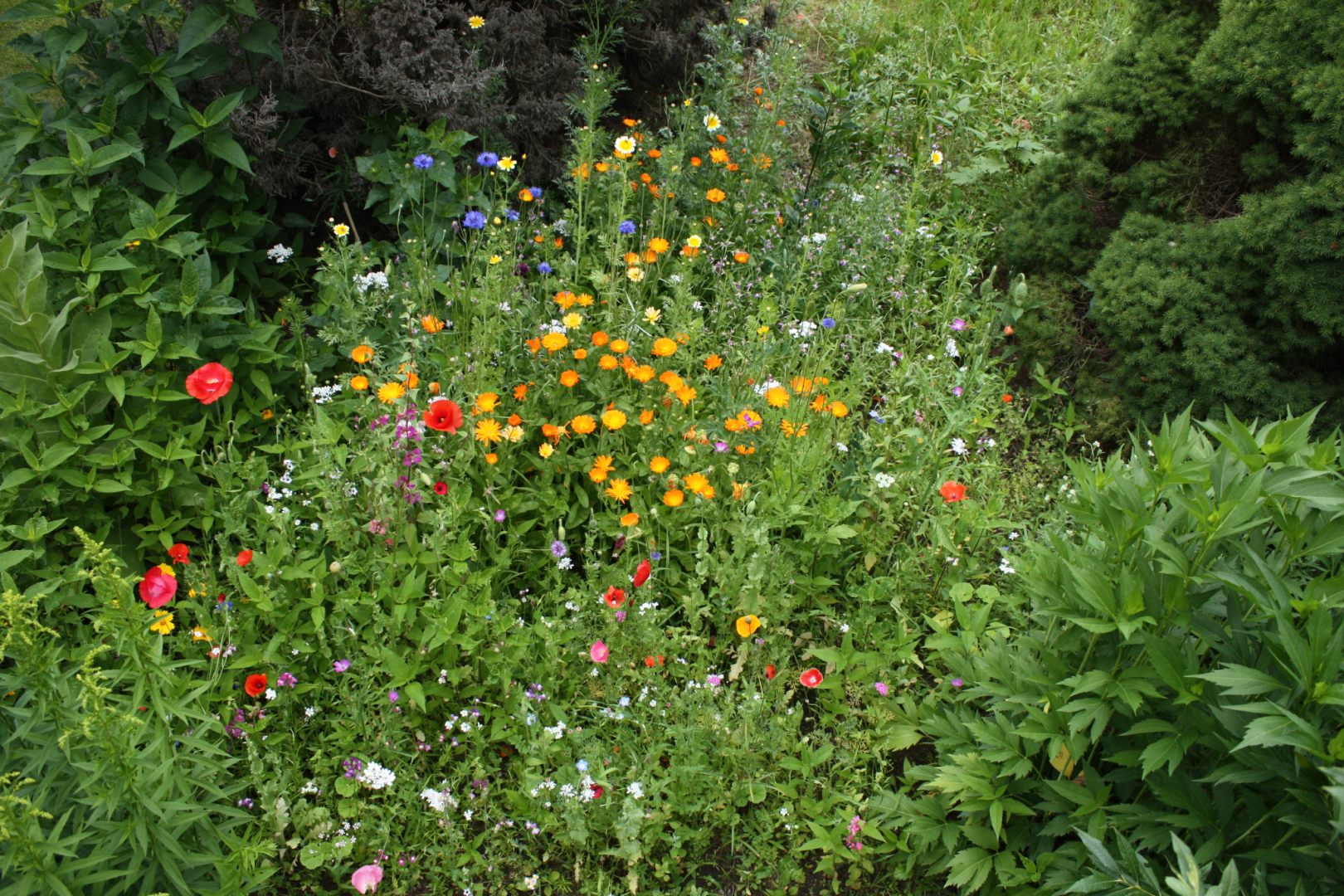 Blumenbeet