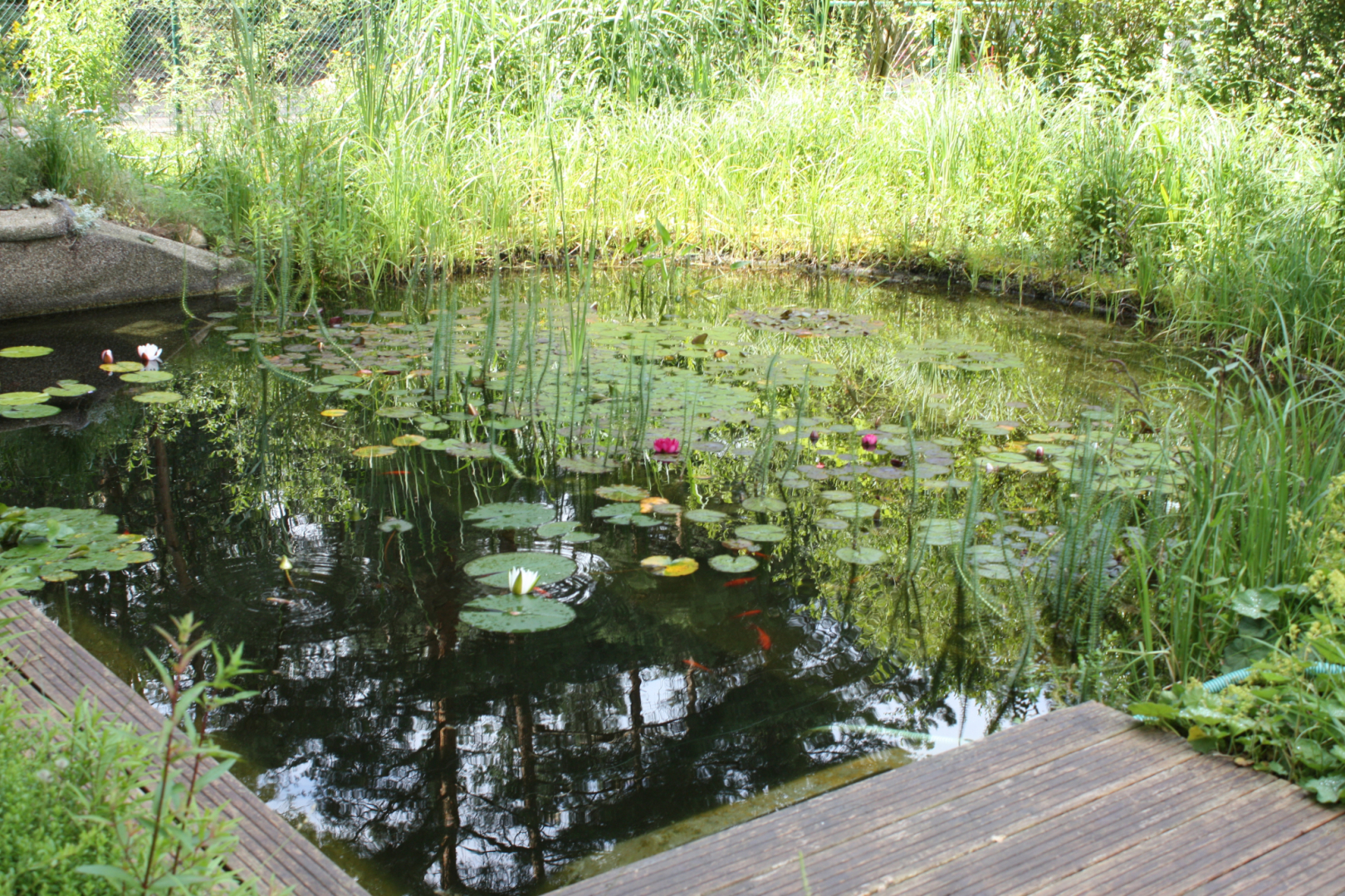 Seerosenteich
