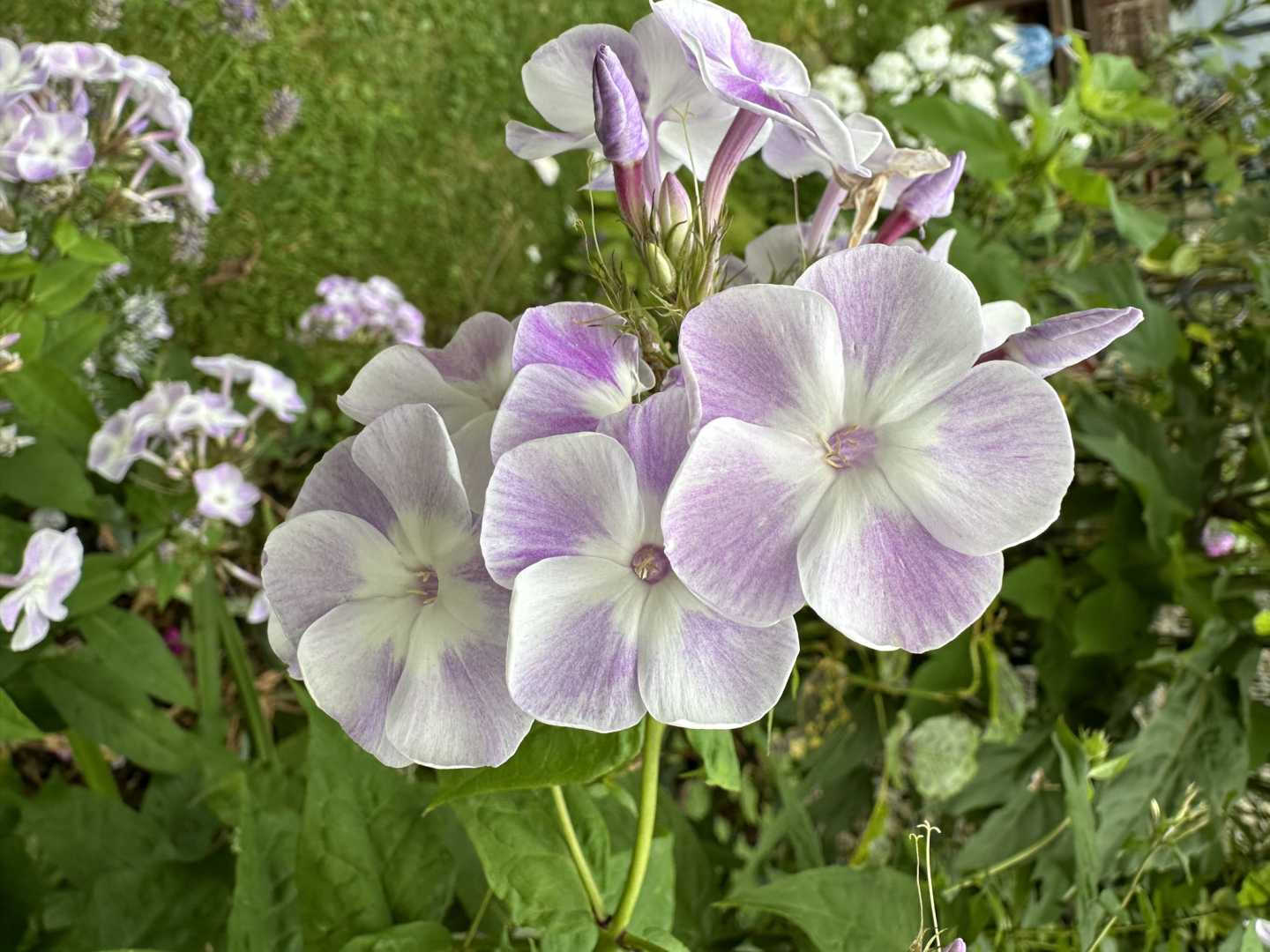 Phlox Katherine