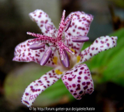 Tricyrtis - keine Ahnung