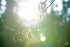 halesia_ggl