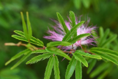 calliandra_sur_dp