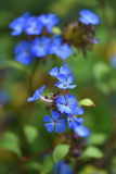 ceratostigma