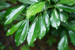 cocculus23