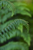 cyathea2