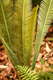 dioon_ed2023