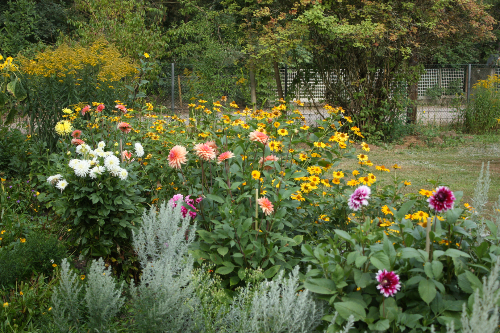 Dahlienblüte