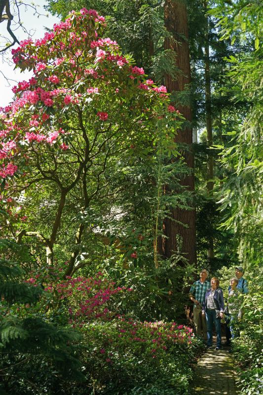 sequoiafarm_rhodo1