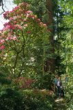 sequoiafarm_rhodo1