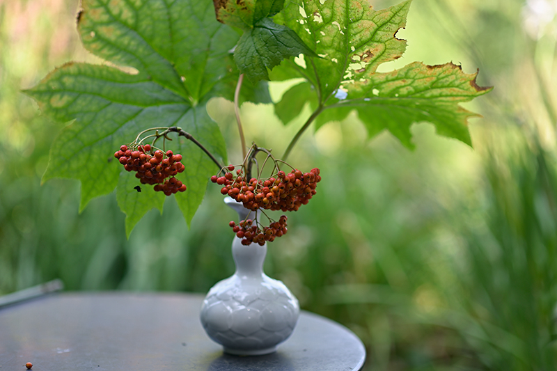 marode-Aug2024_010