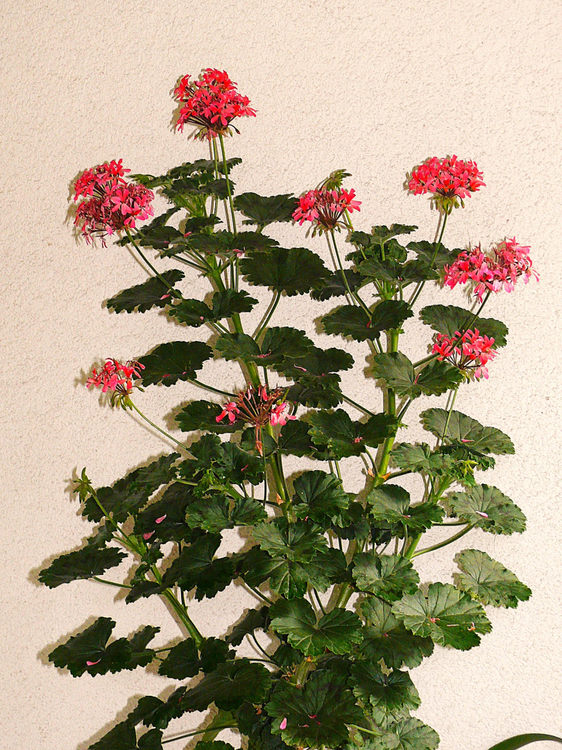 P1190756