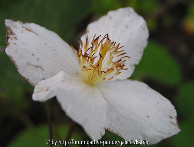 Eomecon chionantha