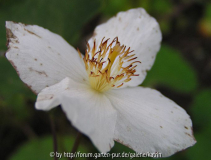 Eomecon chionantha