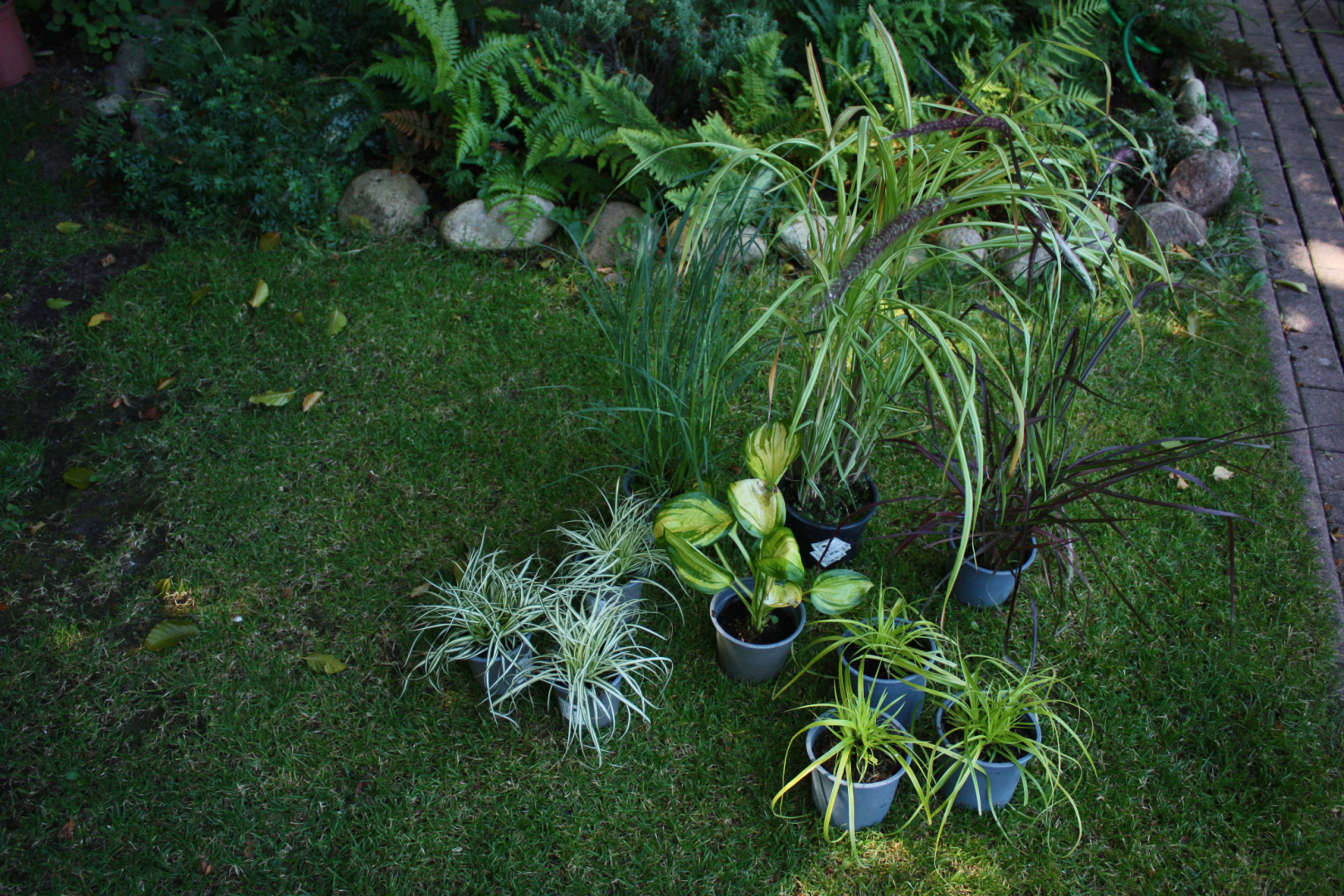 Gräser von Blumen Eber