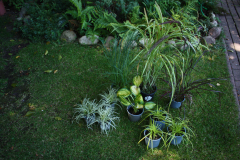 Gräser von Blumen Eber