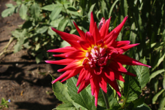 Dahlie 7