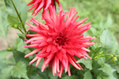 Dahlie 8