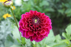 Dahlie 10