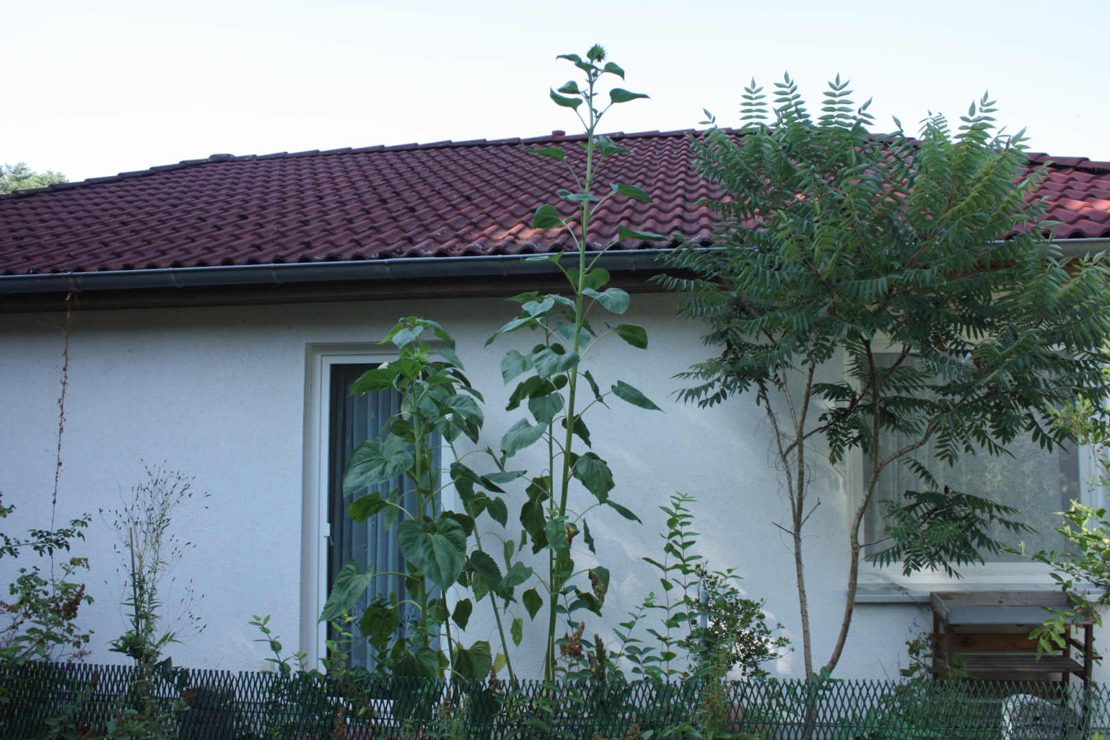 Sonnenblume