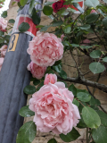 PXL_20240519_145108612
