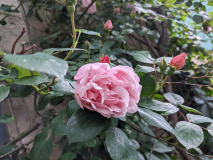 PXL_20240519_145130452
