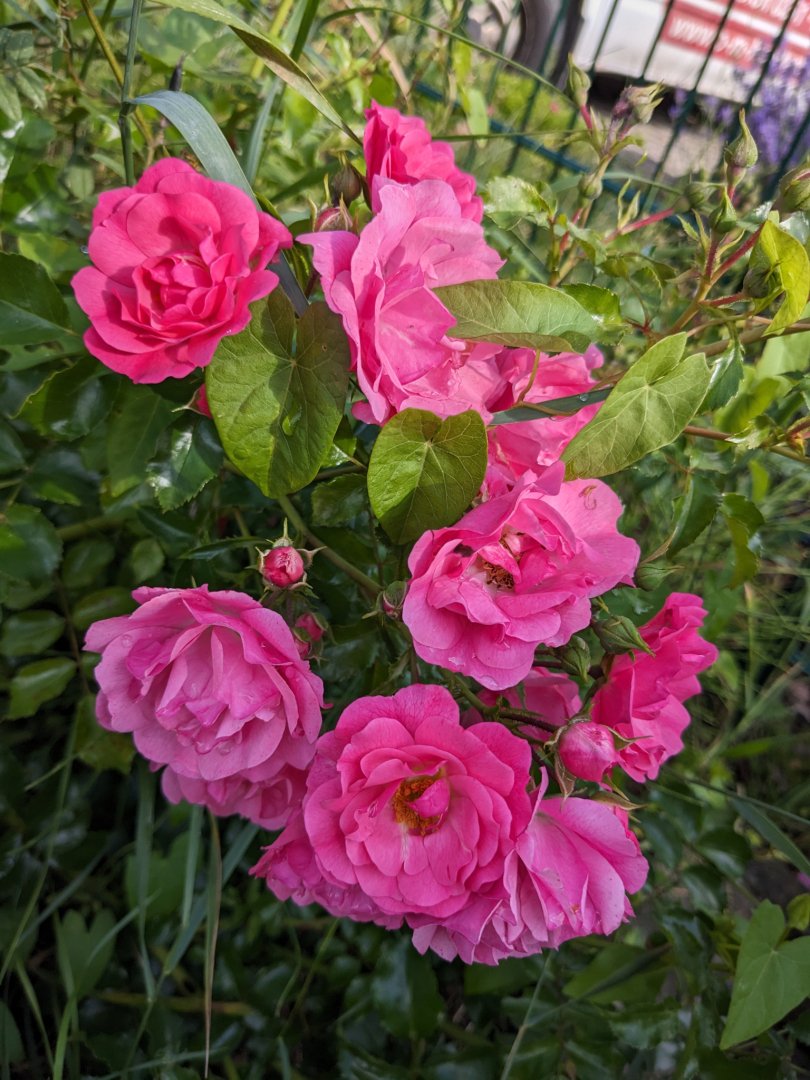 PXL_20230627_070052680