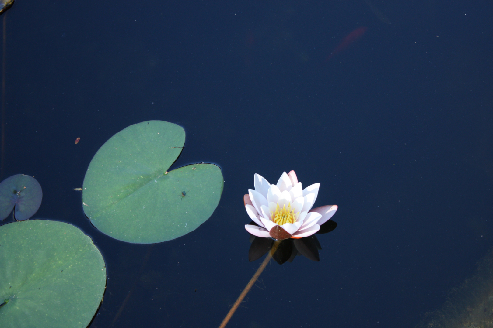 seerose 1