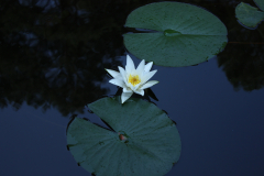 Seerose 2