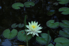Seerose 3
