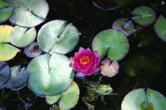 Seerose 4
