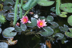 Seerose 5