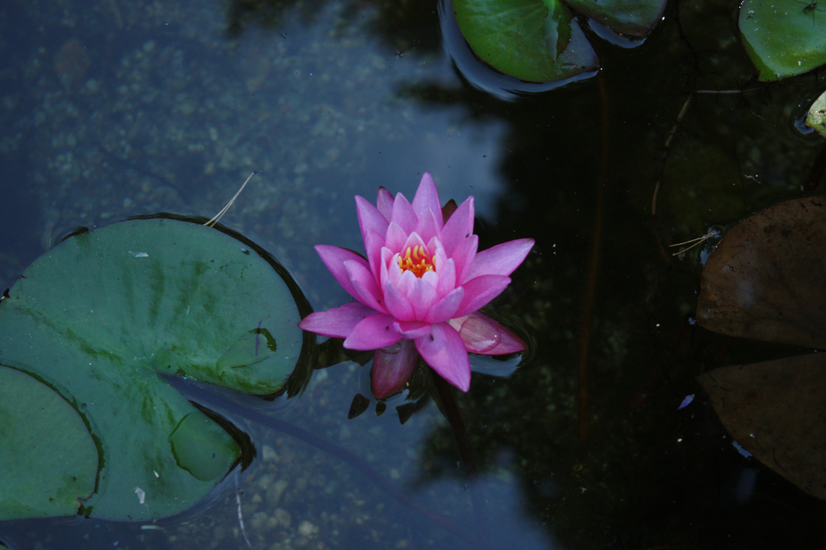 Seerose 6