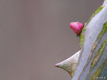 rosenknospe und dorn.jpg