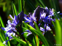 scilla764.jpg