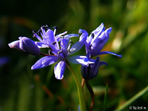 scilla768.jpg