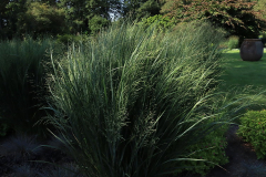 Panicum Northwind