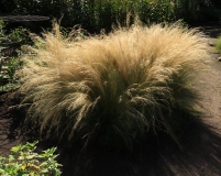 Stipa