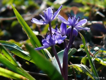 scilla786.jpg