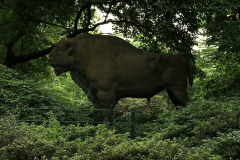 Rhodopark Ende Juli 23 Wisent
