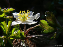 anemone788.jpg