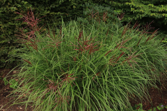 Rhodopark Ende Juli 10 Miscanthus sinensis Ferner Osten