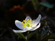 anemone804.jpg