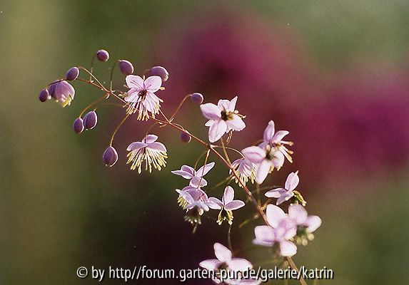Thalictrum delavayi