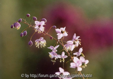Thalictrum delavayi