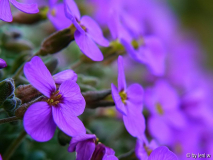 aubretia378.jpg