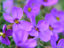 aubretia382.jpg